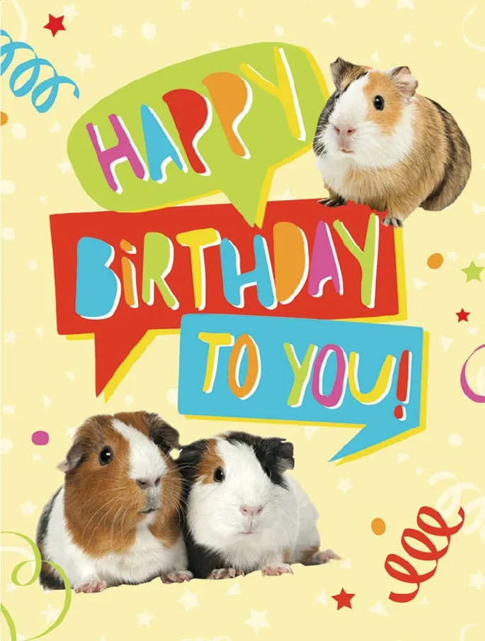 Birthday Guinea Pigs - Gift Enclosure