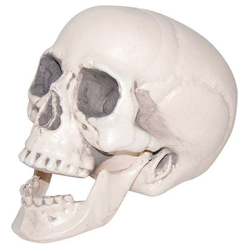 Realistic plastic skull, 6 inches