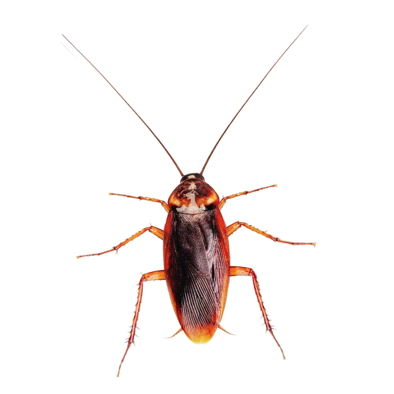 Prank Clear Cockroach Sticker