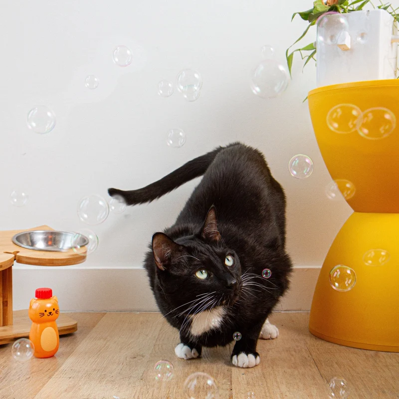 Catnip Infused Bubbles