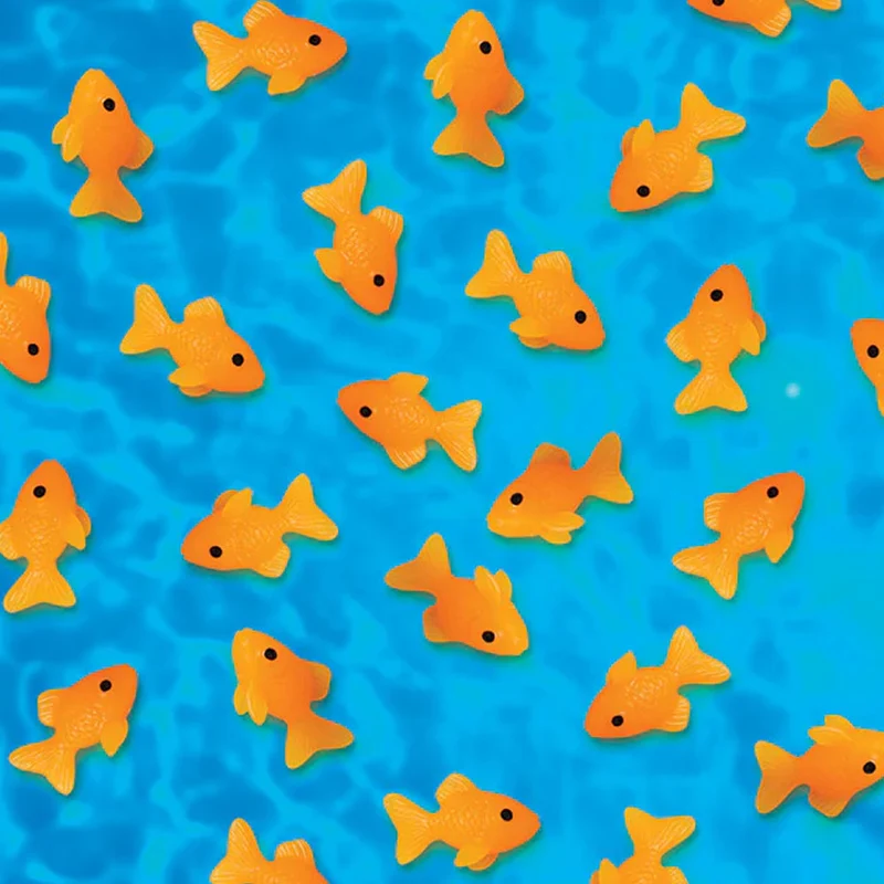 Itty Bitty Goldfish