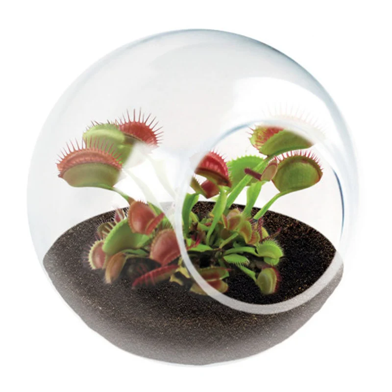 Tiny Terrarium Carnivorous Meat Eating Flytrap