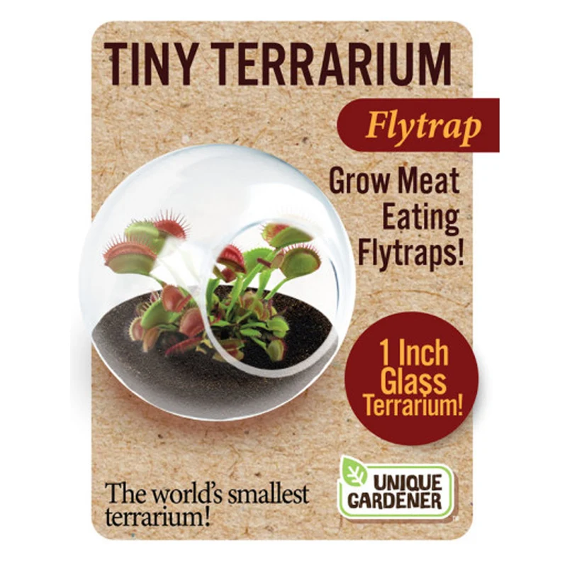 Tiny Terrarium Carnivorous Meat Eating Flytrap