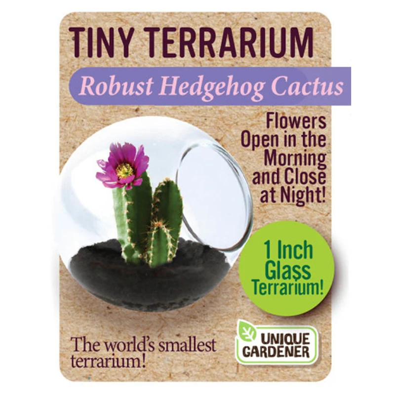 Tiny Terrarium Cactus Robust Hedgehog