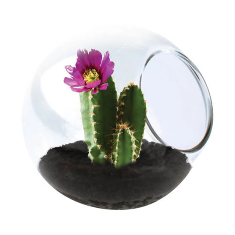 Tiny Terrarium Cactus Robust Hedgehog
