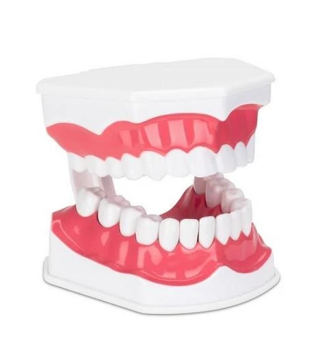 Econo Dental Teeth Model - Modèle de dents dentaires