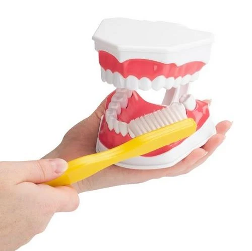 Econo Dental Teeth Model - Modèle de dents dentaires