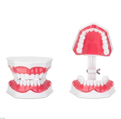 Econo Dental Teeth Model - Modèle de dents dentaires