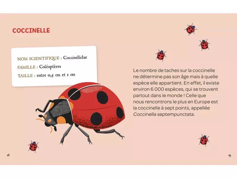 Mes insectes à déterrer - Auzou