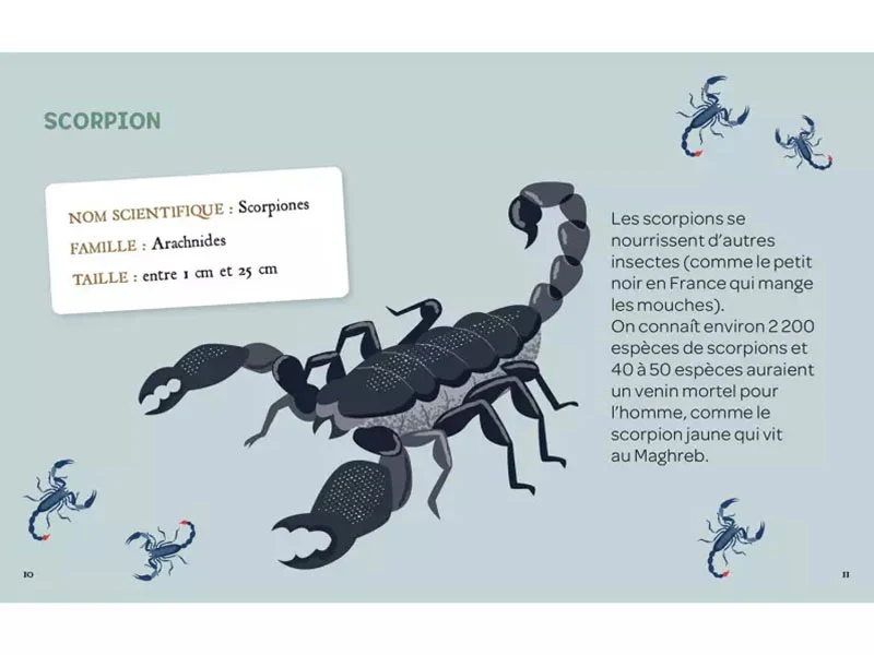 Mes insectes à déterrer - Auzou