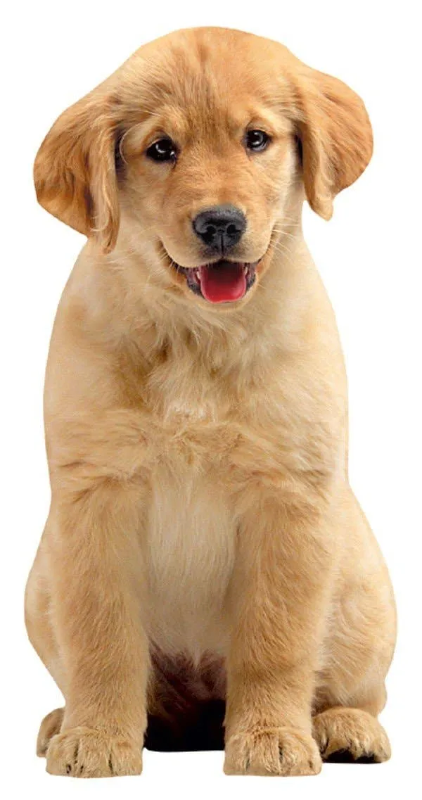 Cute Golden Retriever Puppy Diecut Blank Greeting Card for All Occasions