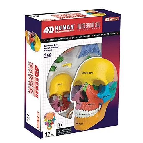 4D Didactic Exploded Skull Anatomy Model / Didactic Exploded Skull Anatomy Model