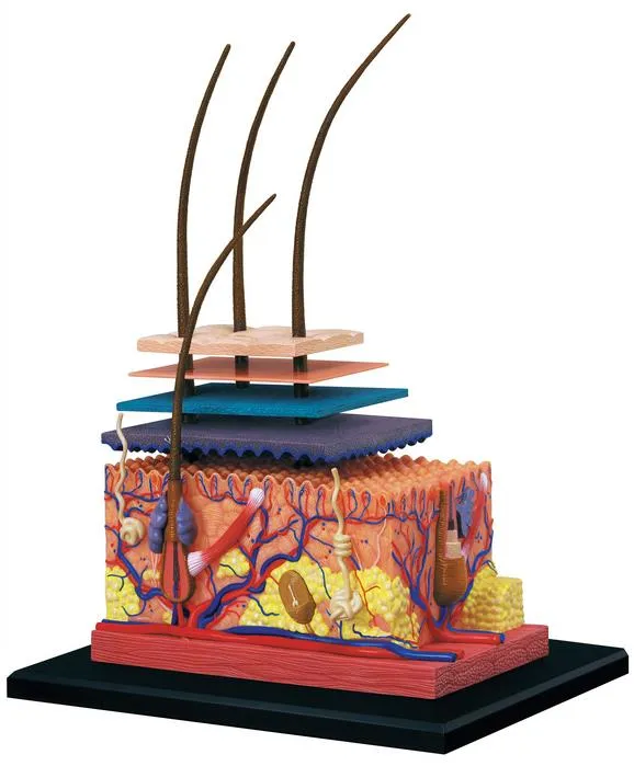 4D Anatomy Skin Model / Modèle de peau