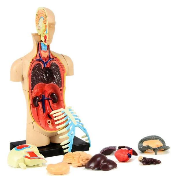 4D Human Anatomy Model Torso/Body / Modèle anatomique humain Torse/Corps