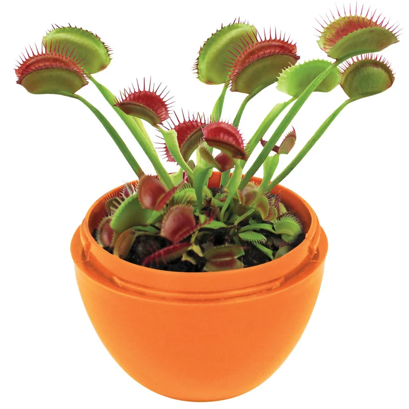 Fly Trap Friends Mini Terrarium