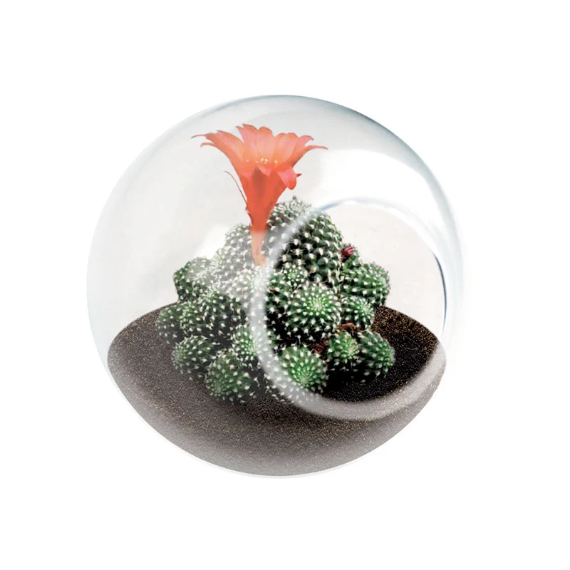 Tiny Terrarium Cactus