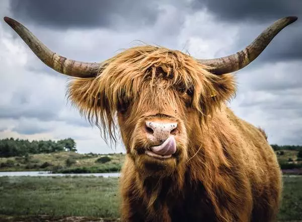Ravensburger Puzzle Moments Highland Cattle 300 Piece Jigsaw Puzzle
