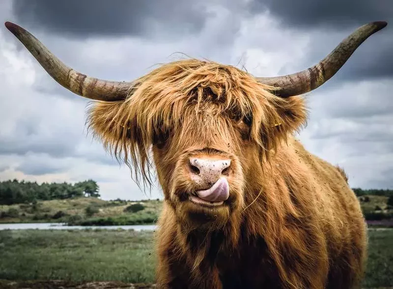 Ravensburger Puzzle Moments Highland Cattle 300 Piece Jigsaw Puzzle