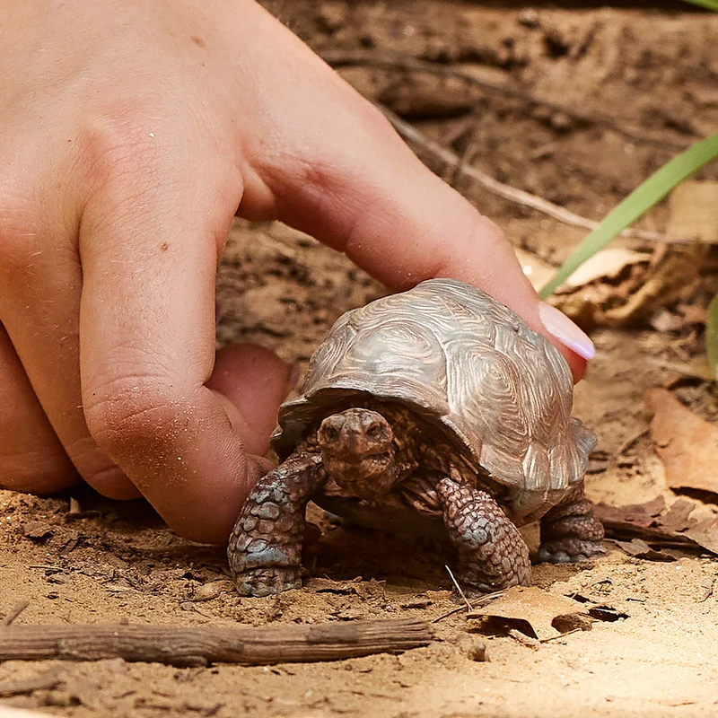 Schleich Giant Tortoise