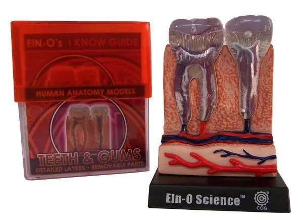 Bio Signs Teeth and Gum Model / Modèle de dents et de gencives