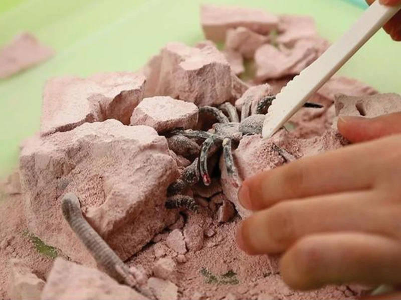 Kit DAM - Déterre tes insectes - Creepy Crawly
