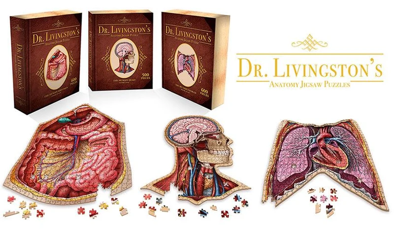 Dr. Livingston's Anatomy Jigsaw Puzzle The Human Abdomen / Casse-tête d'anatomie : L'abdomen humain