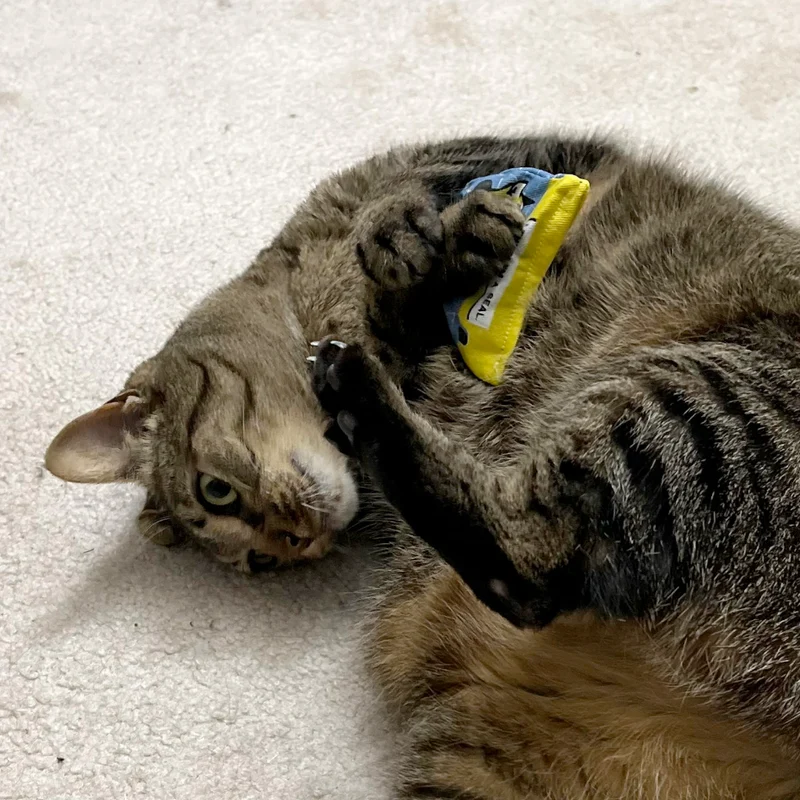 Organic Catnip