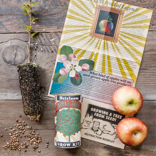 Apple Tree Seed Grow Kit