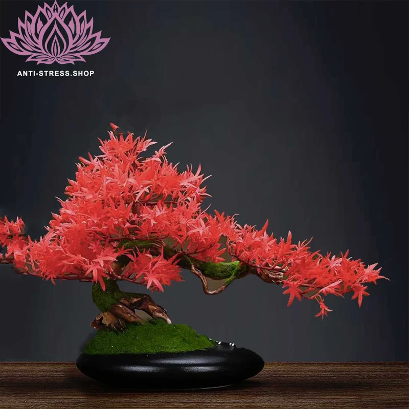 Bonsaï d'érable rouge en pot