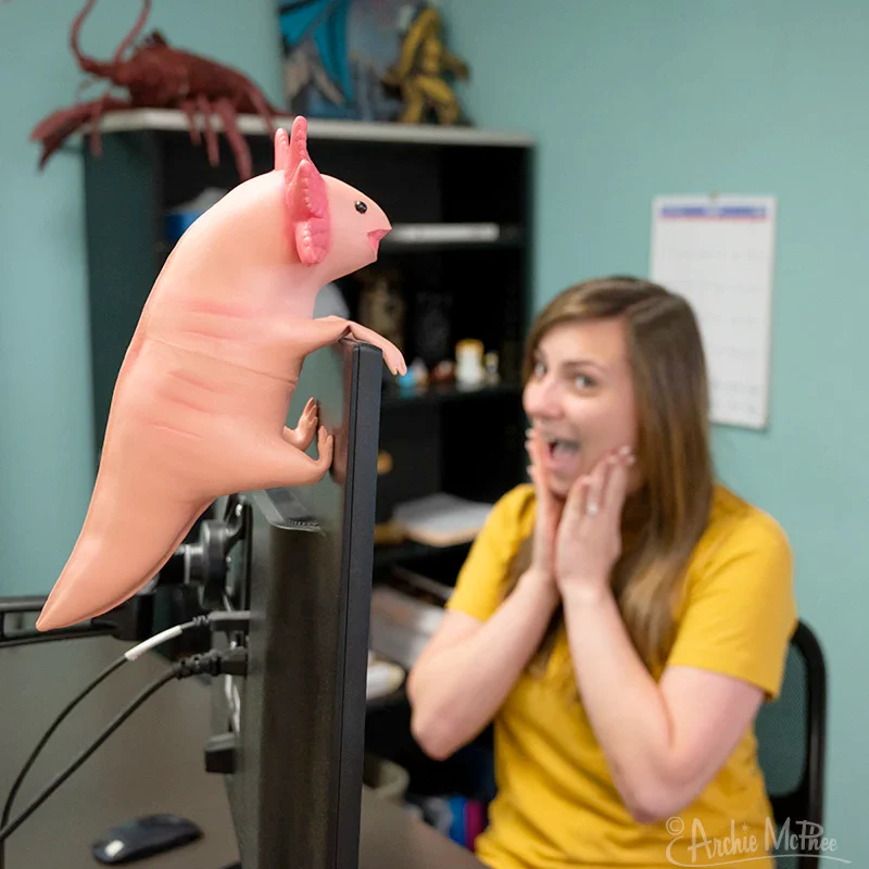Office Axolotl-