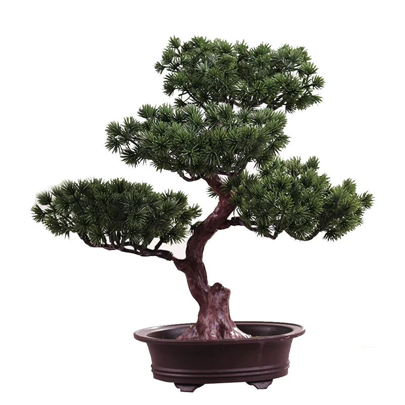 Bonsaï jardin japonais