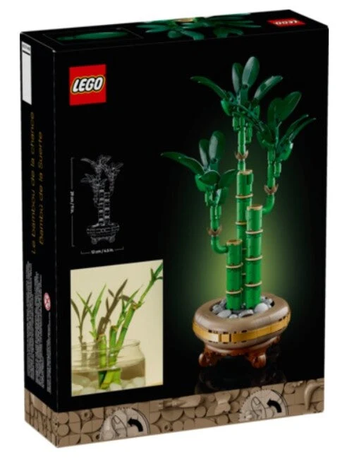Lucky Bamboo