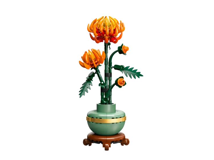 Chrysanthemum Flower