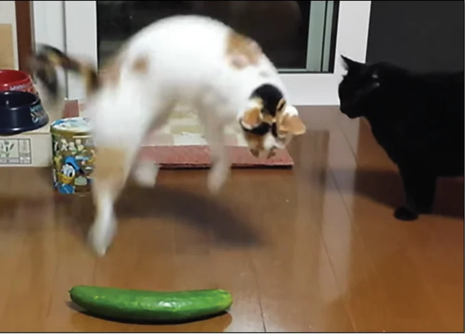Ninja Cat Cucumber Attack!