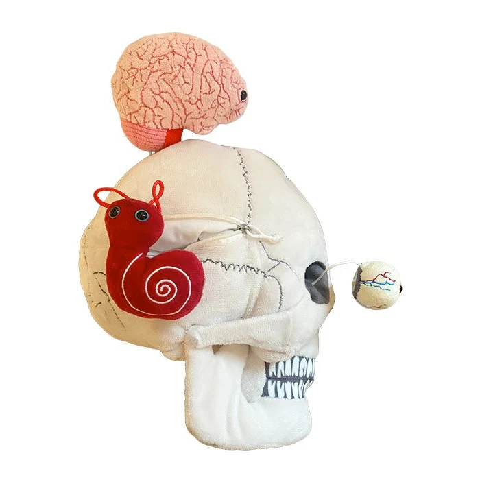 Deluxe Skull With Minis
