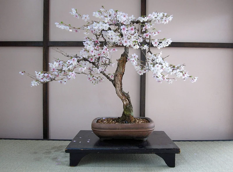 Flowering Cherry Blossom Grow Kit