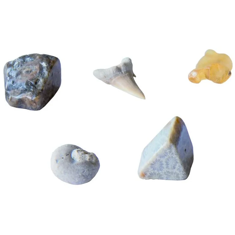 I Dig It! Fossils - Real Fossils Excavation Kit