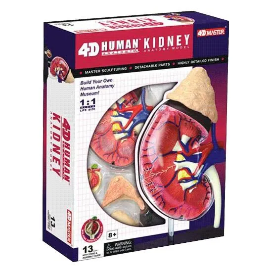 4D Human Anatomy Kidney Model / Modèle anatomique du rein humain