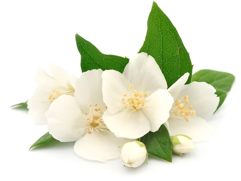Senteur / fragrance pour bougie jasmin - 27 ml