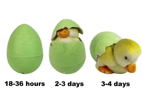HIDE EM HATCH EM EGGS