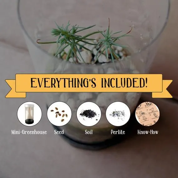 Grow Bonsai Tree Kit USA