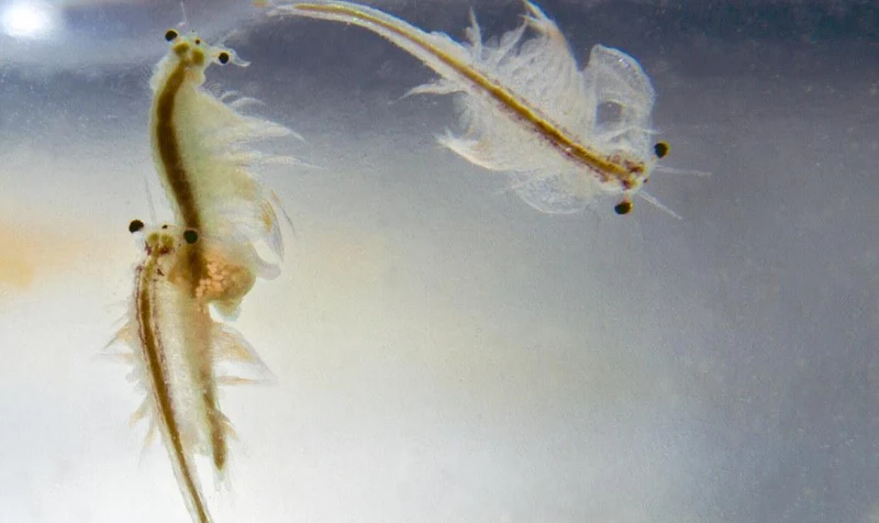 Sea-Monkeys Ocean Volcano